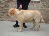 LABRADOR - BROSSAGE 072